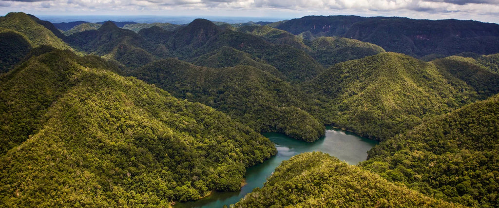 Parasite Cleanse with Vibrational Wellness